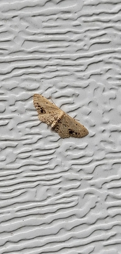 Single-dotted Wave photo 3