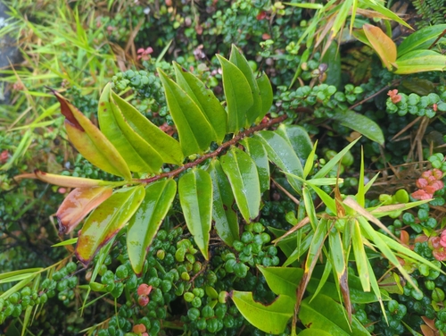 Shingleplant (Marcgravia sintenisii)