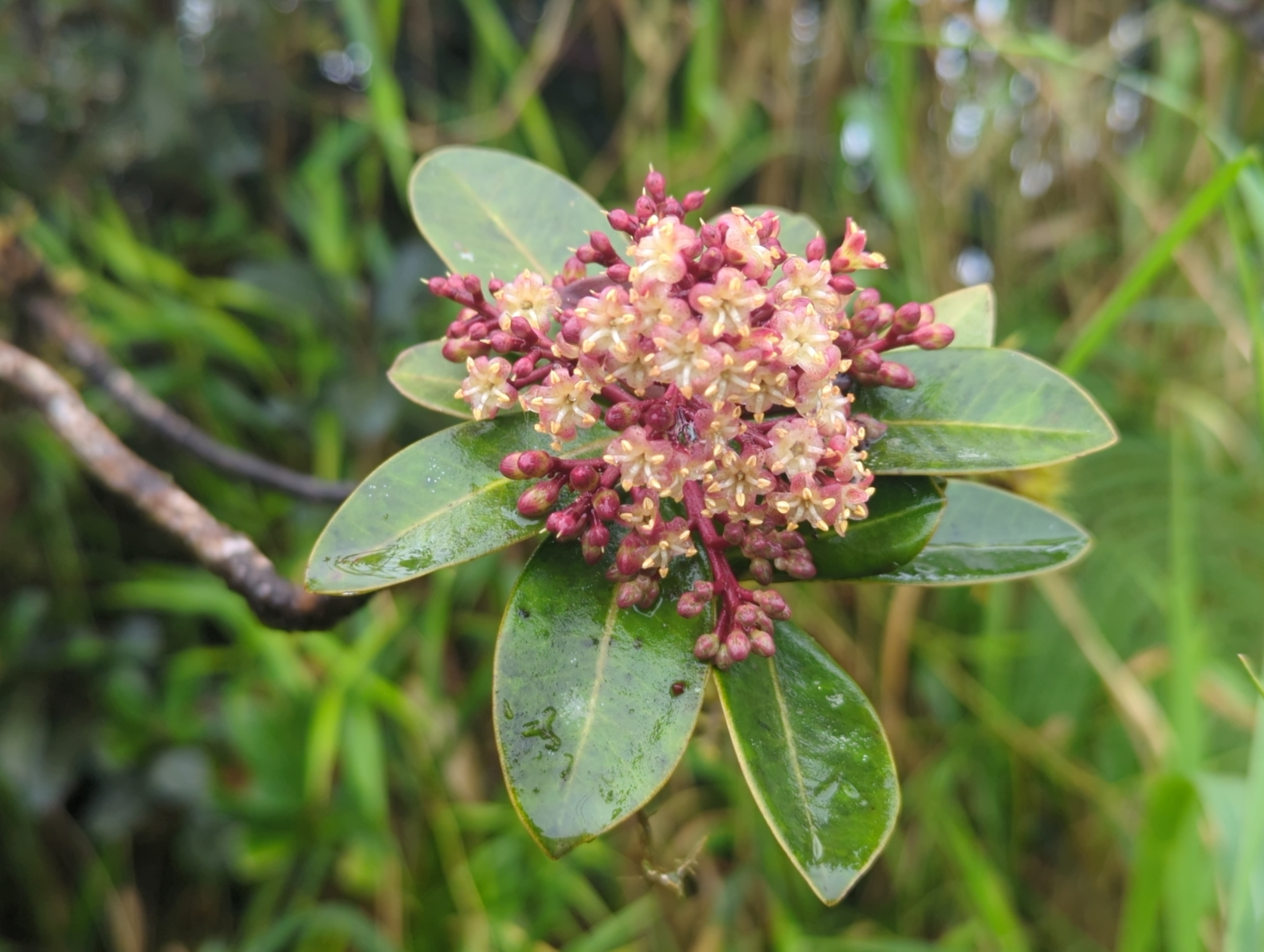 Ardisia luquillensis