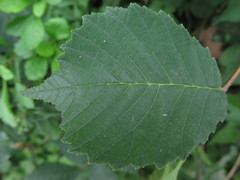 Ulmus macrocarpa