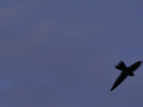 Atiu Swiftlet (Aerodramus sawtelli), photo 2