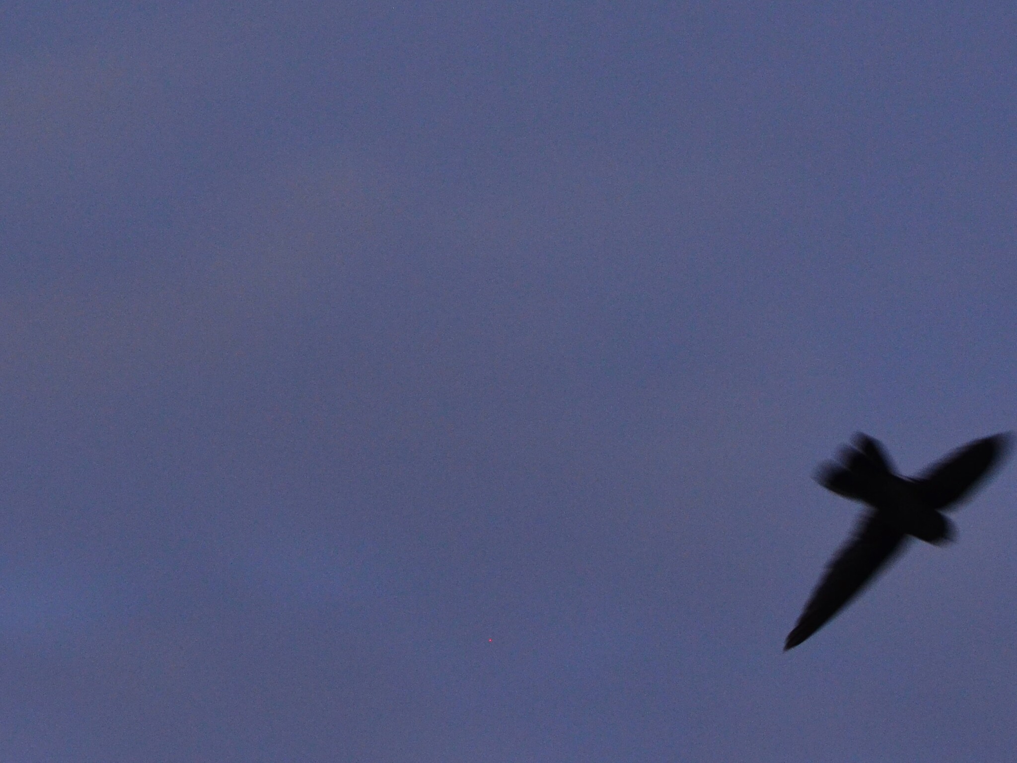 Atiu Swiftlet (Aerodramus sawtelli), photo 2