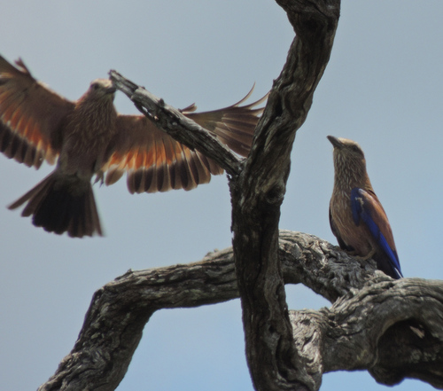 Purple Roller
