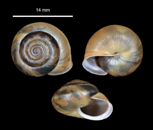 Hedge Snail