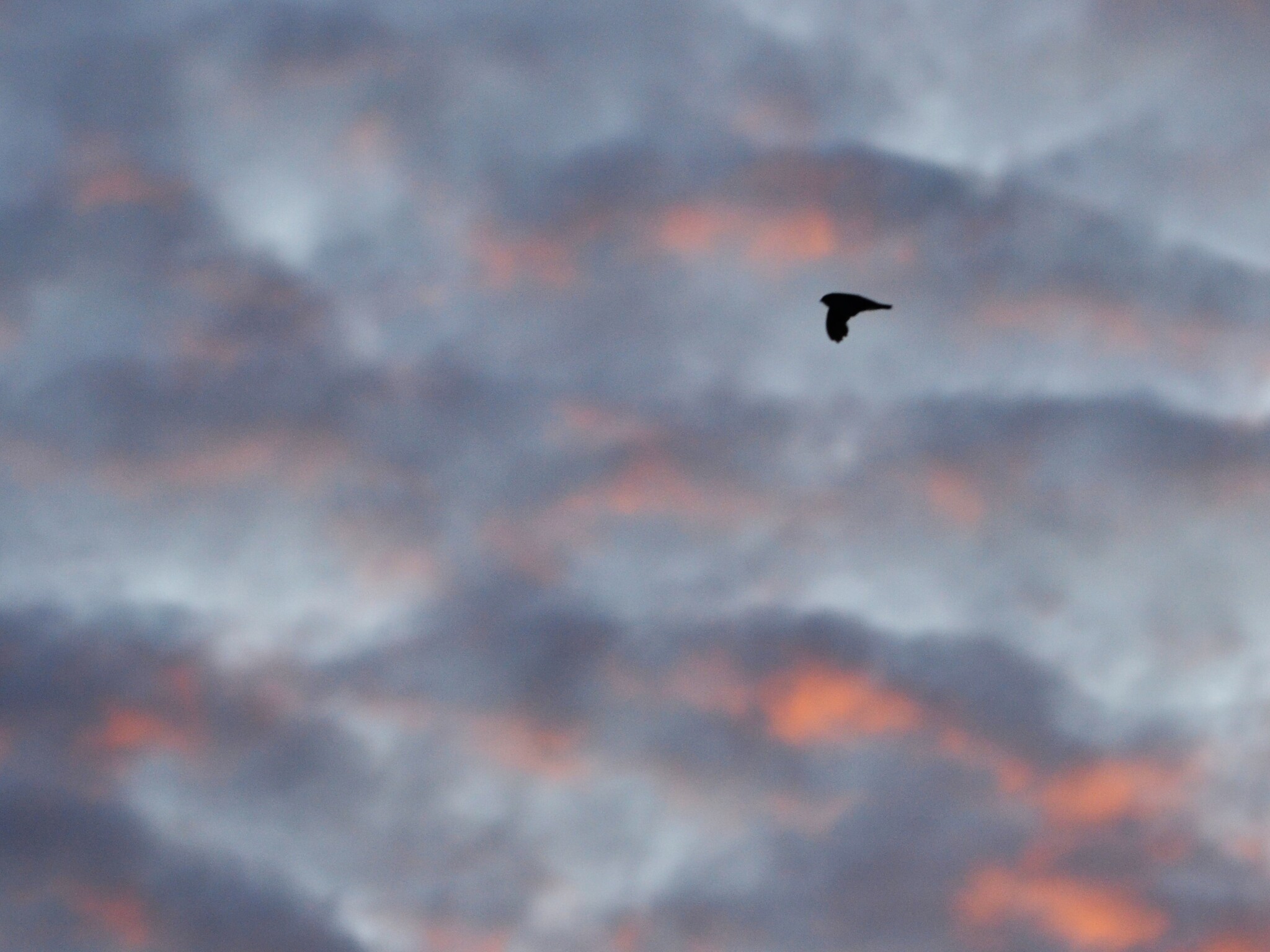 Atiu Swiftlet (Aerodramus sawtelli), photo 3
