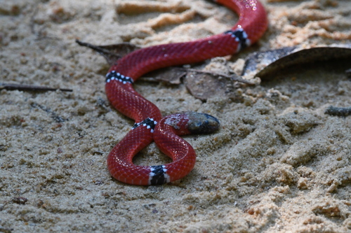 Photo of a Black-headed Coral Snake (Micrurus averyi)