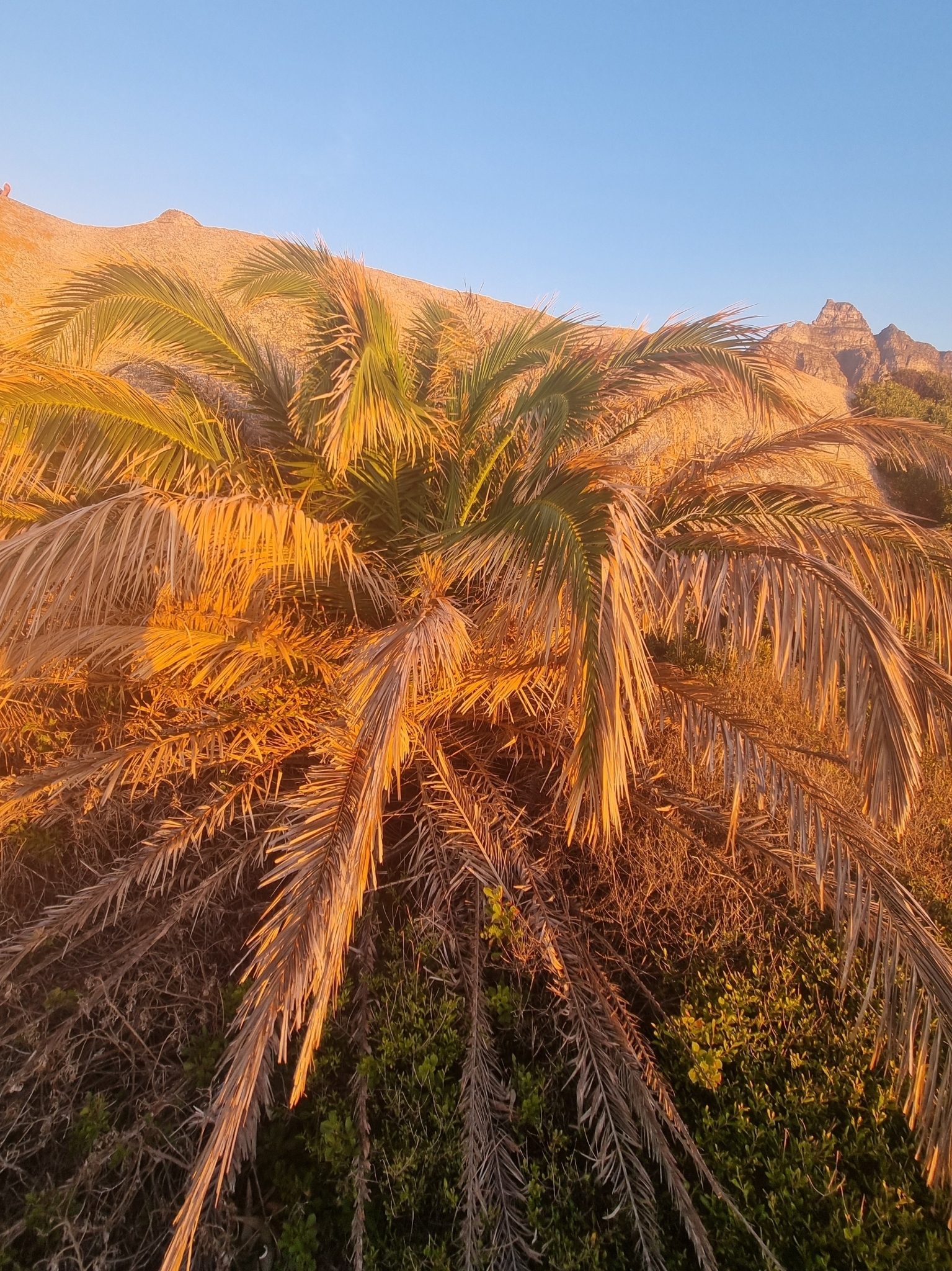 Imagem de Palmeira-das-canárias