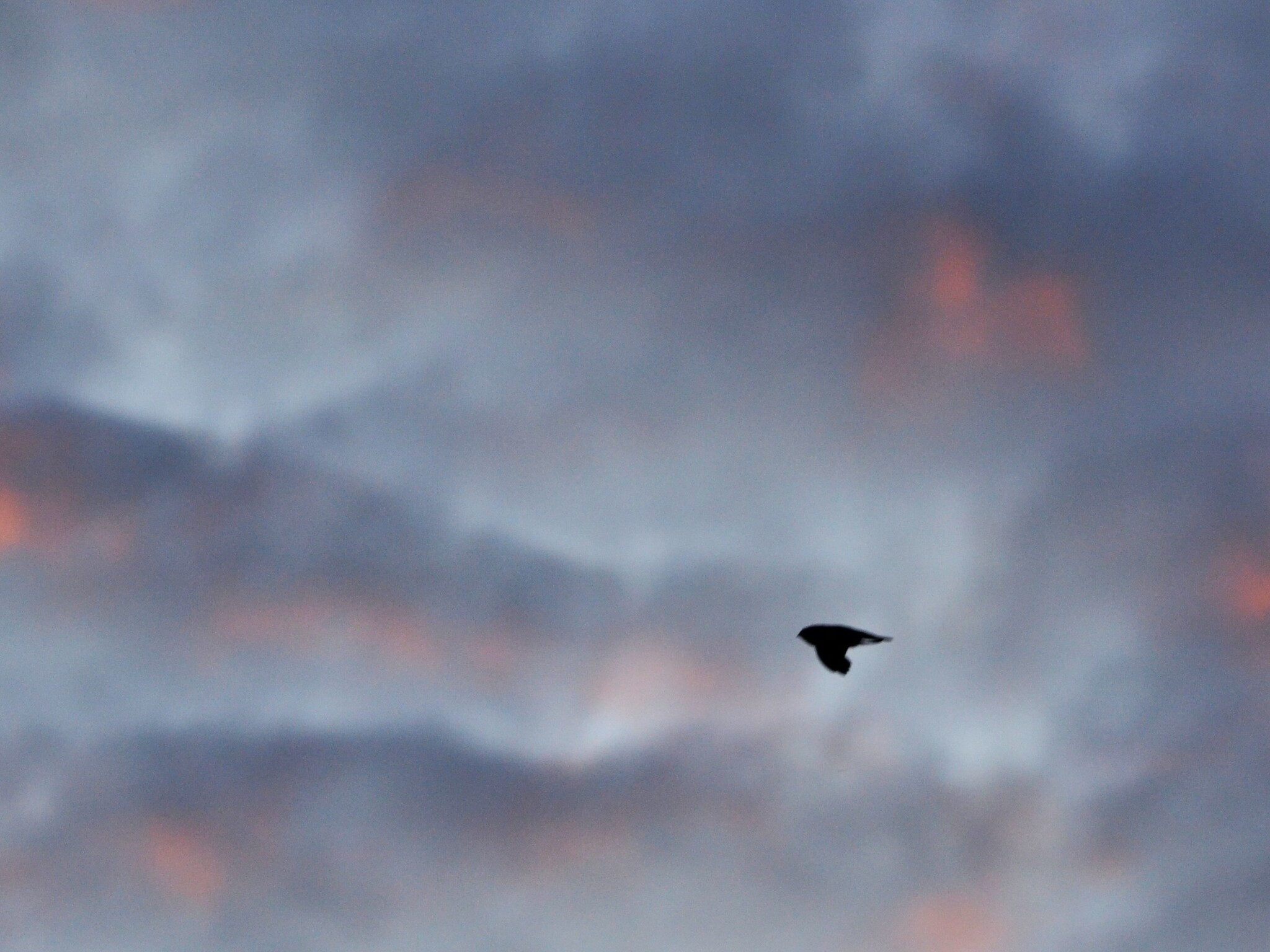 Atiu Swiftlet (Aerodramus sawtelli), photo 4