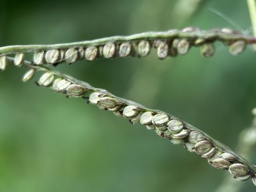 Paspalum virgatum (Paspalum virgatum)