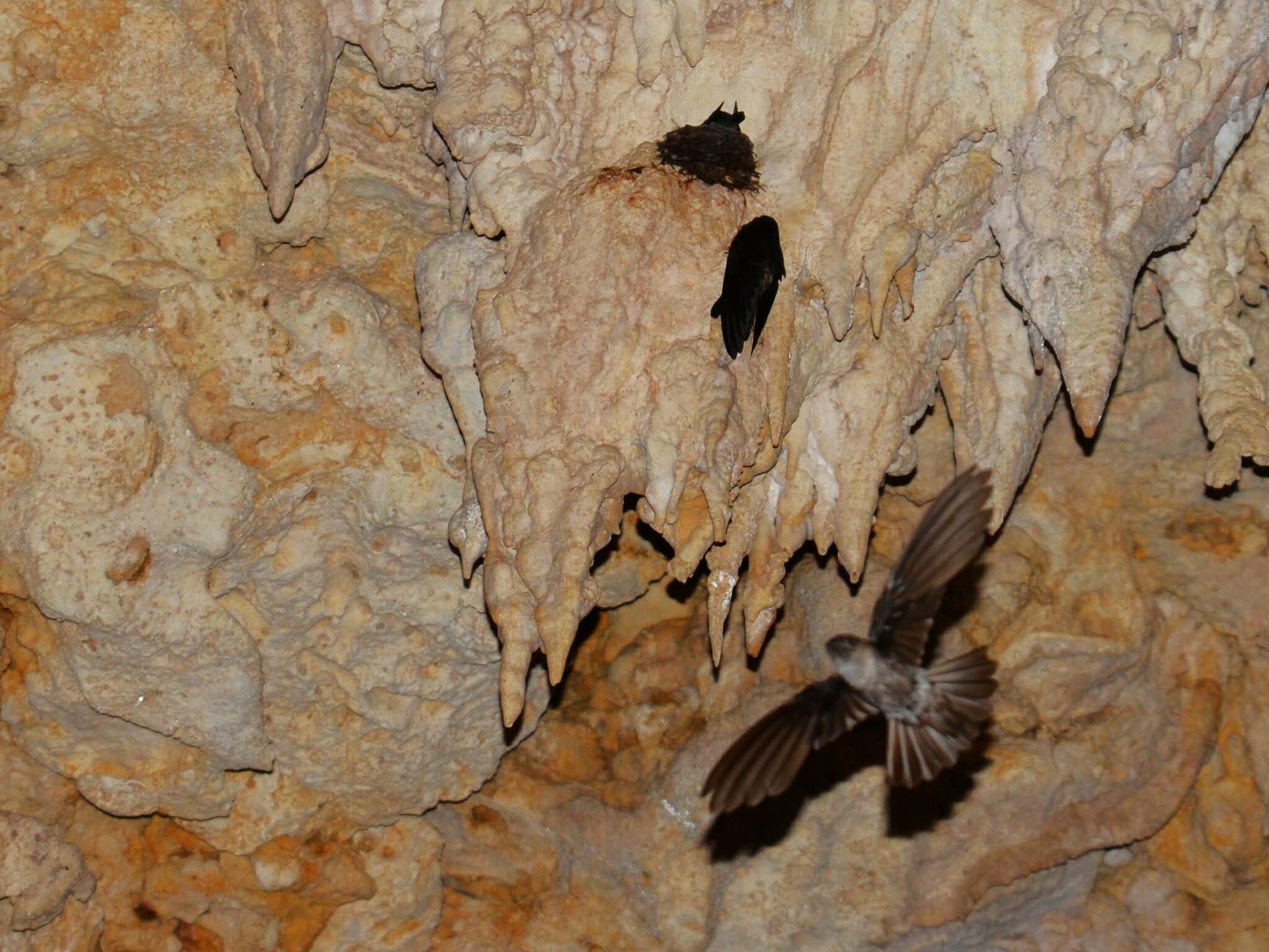 Atiu Swiftlet (Aerodramus sawtelli), photo 5