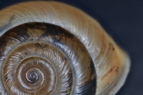 Hedge Snail