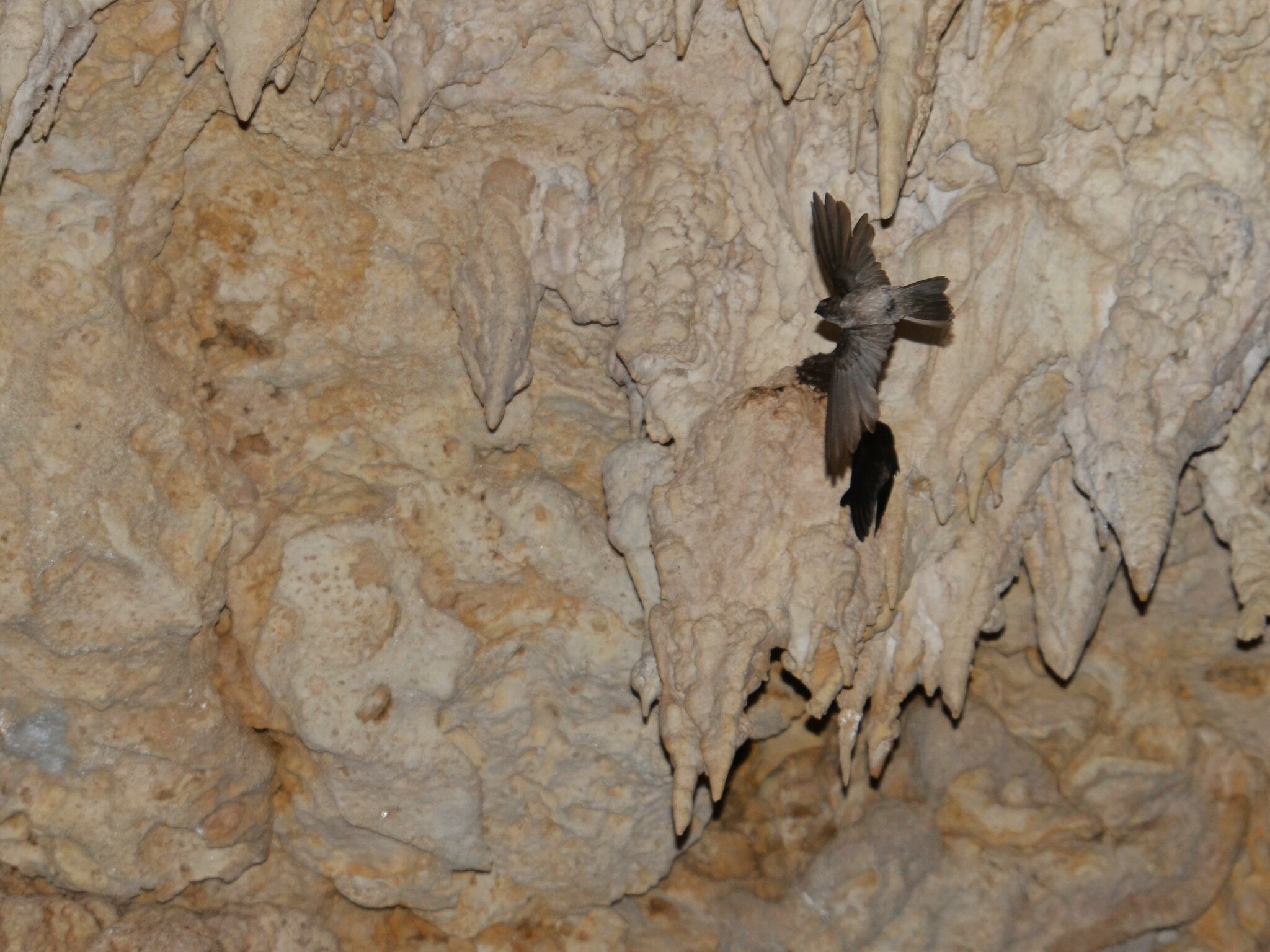 Atiu Swiftlet (Aerodramus sawtelli), photo 6