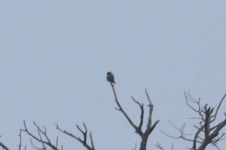 Northern Hawk Owl In January 2024 By Trent Massey INaturalist   Large 