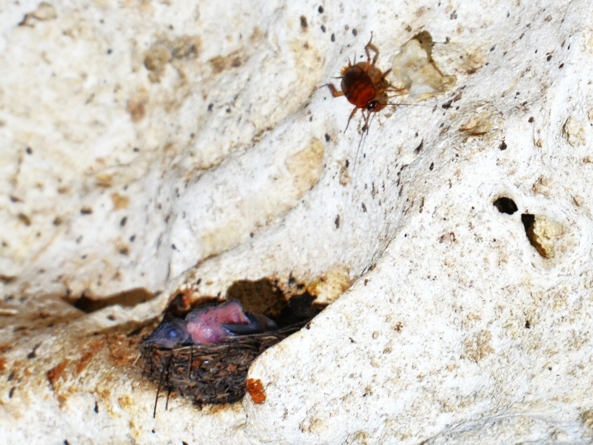 Atiu Swiftlet (Aerodramus sawtelli), photo 7