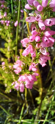 Image of Erica sitiens by (c) Adele SL, some rights reserved (CC BY)