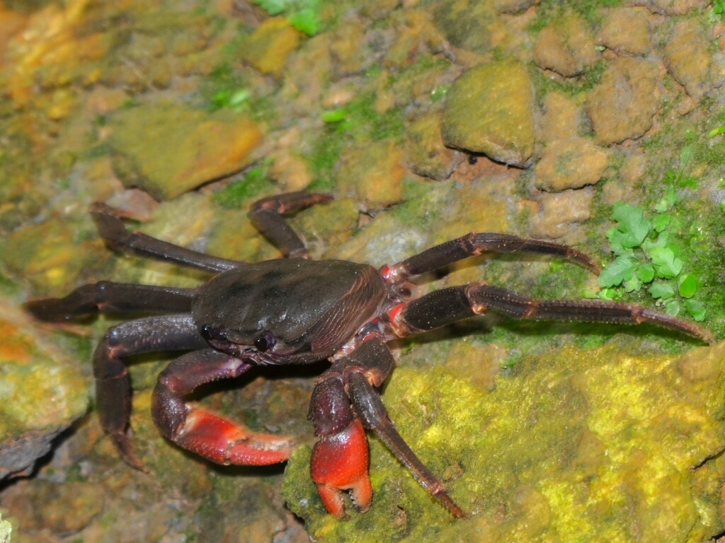 South Pacific Long-legged Land Crab