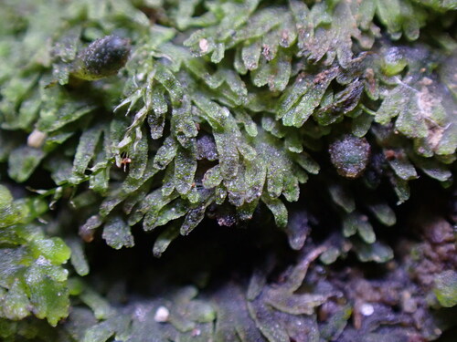 Image of Riccardia multifida by no rights reserved