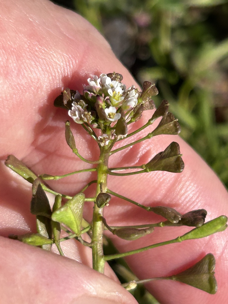shepherd'spurse from Paschall Park, Mesquite, TX, US on January 11