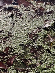 Spirodela polyrhiza