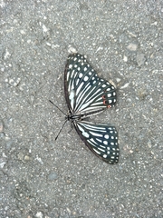 Hestina assimilis formosana