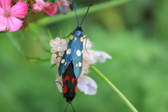 Zygaena ephialtes