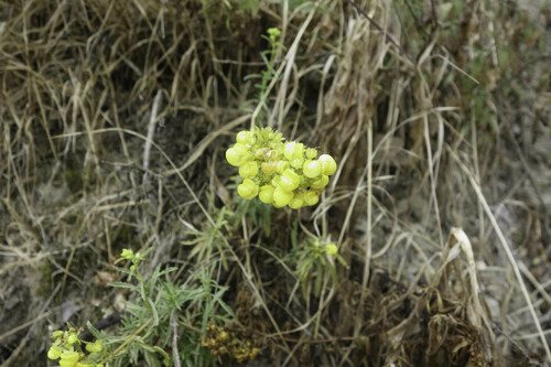 Calceolaria thyrsiflora (Calceolaria thyrsiflora)