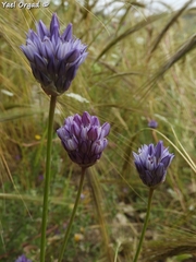 Allium ascalonicum
