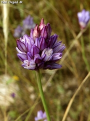 Allium ascalonicum