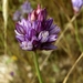Allium ascalonicum - Photo (c) Yael Orgad, some rights reserved (CC BY-NC), uploaded by Yael Orgad