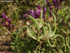 Astragalus callichrous