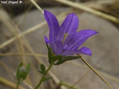 Campanula stellaris