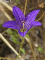 Campanula stellaris