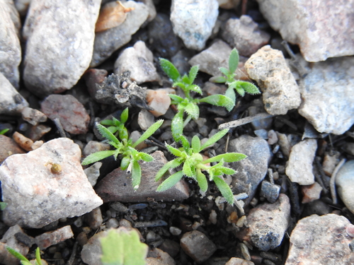Image of Herniaria cinerea by no rights reserved