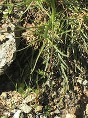 Erysimum franciscanum