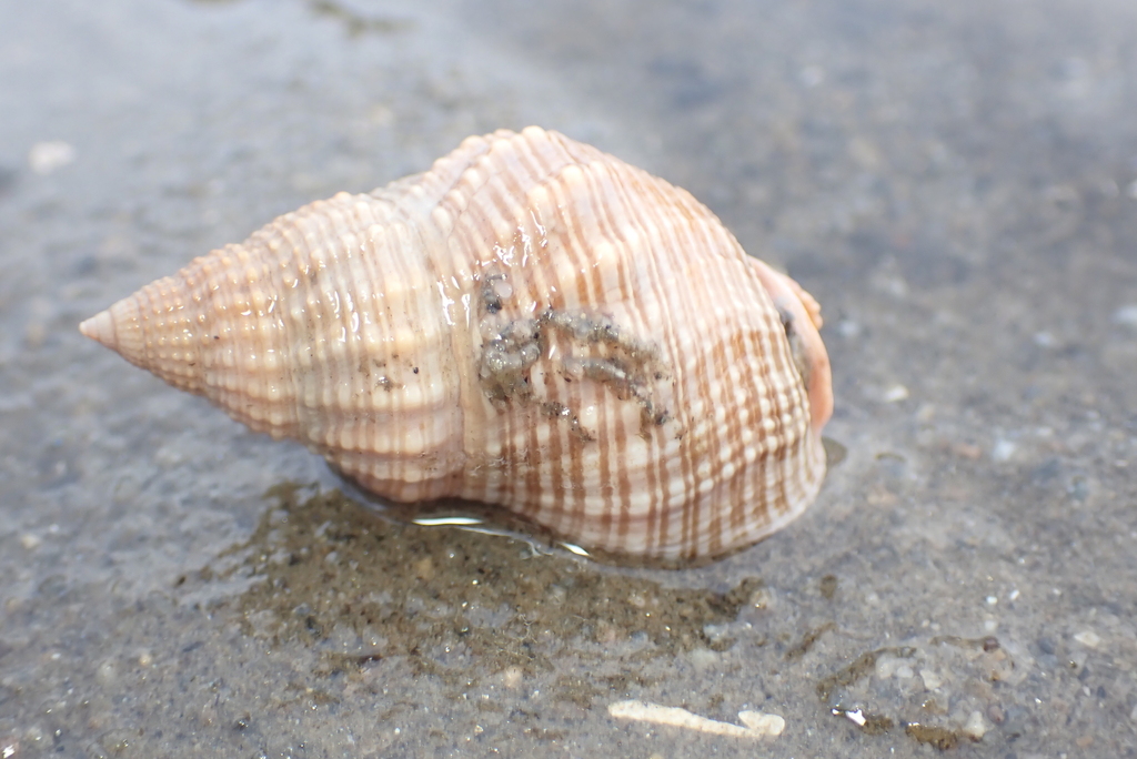 Channeled Basket Snail from Newport Beach, CA, USA on December 27, 2023