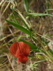 Lathyrus pseudocicera