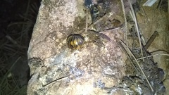 Glomeris pulchra