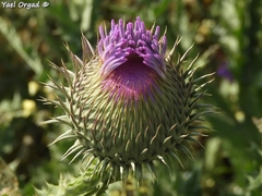 Onopordum palaestinum