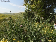 Onopordum palaestinum