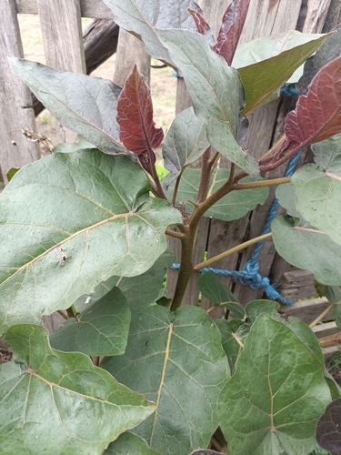 Foto de Tomate de árvore