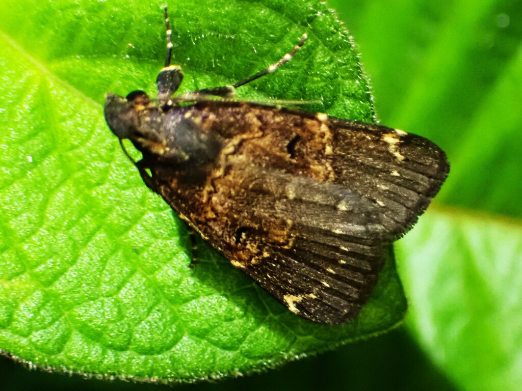 Hydrillodes melanozona