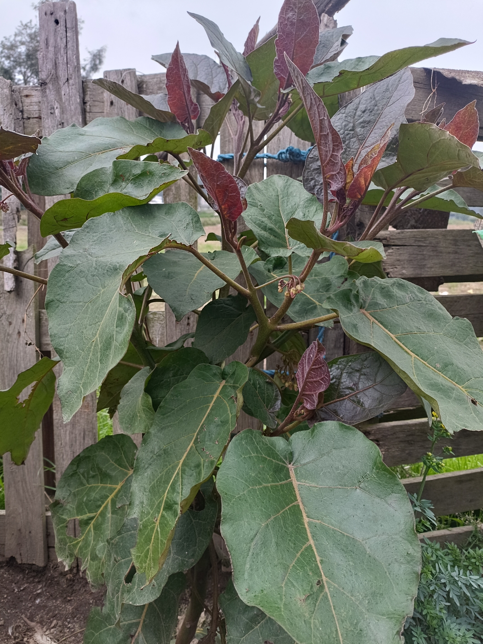 Imagem de Tomate de árvore