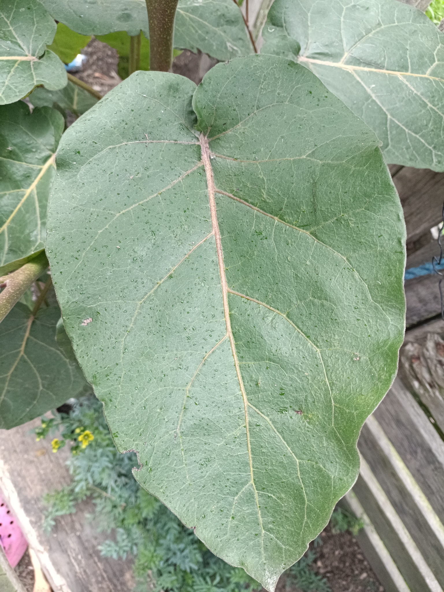 Imagem de Tomate de árvore