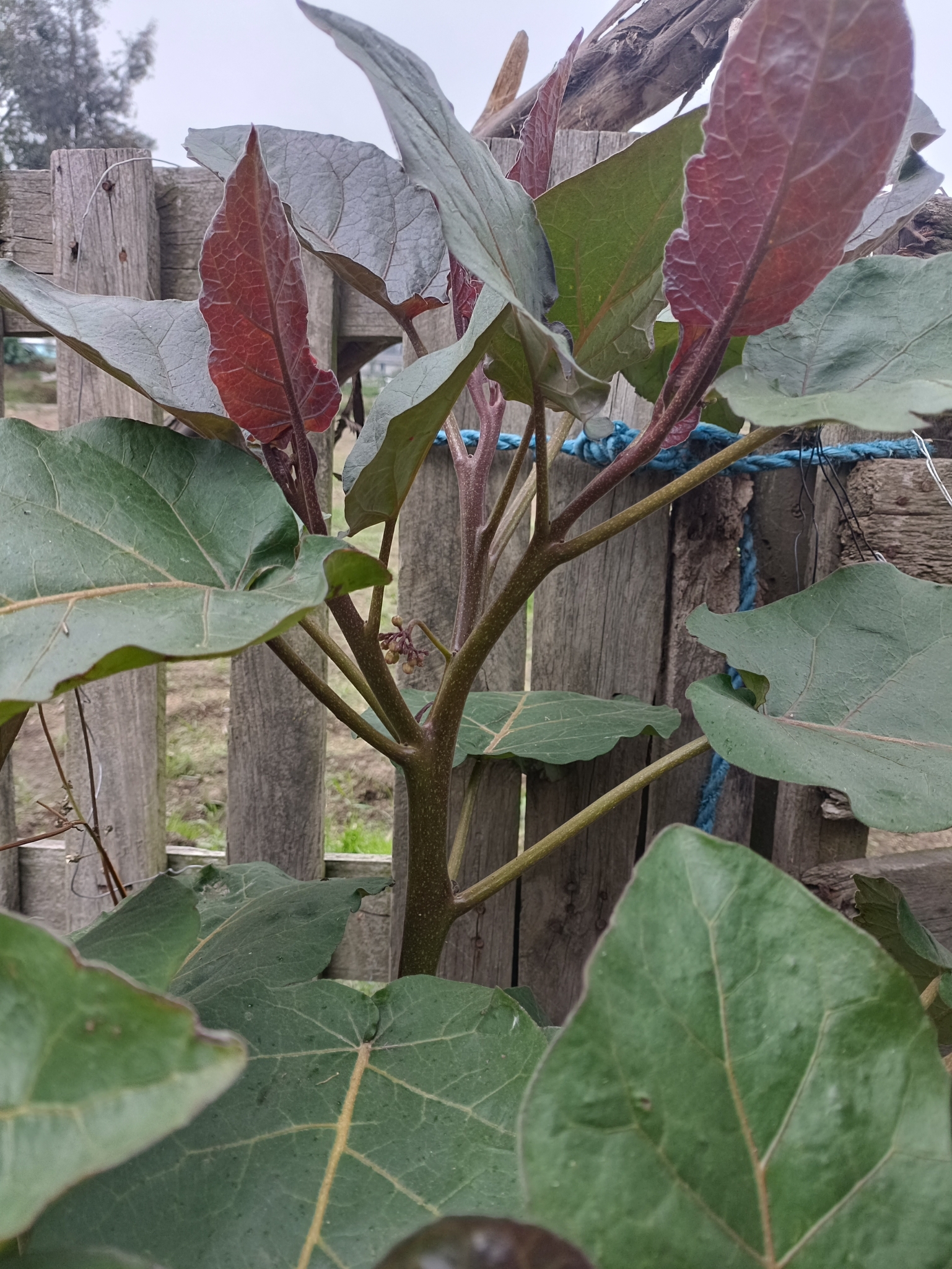 Imagem de Tomate de árvore