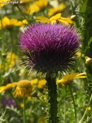 Onopordum palaestinum