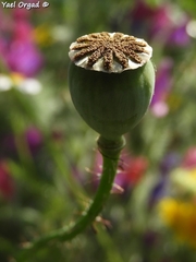 Papaver umbonatum