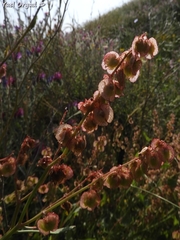 Rumex cyprius