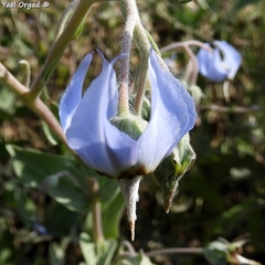 Trichodesma boissieri