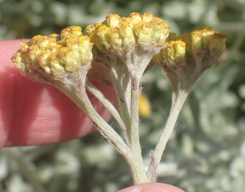 Image of Helichrysum odoratissimum by (c) Nicola van Berkel, some rights reserved (CC BY-SA)