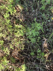 Alchemilla procumbens
